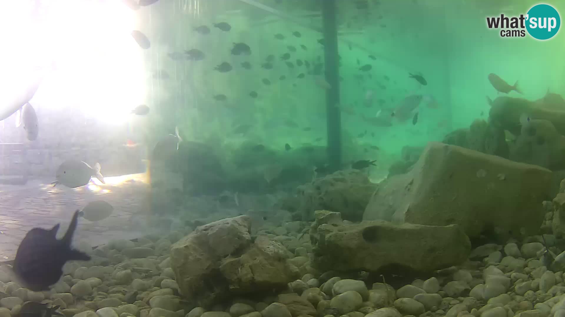 Aquario marino esterno –  Rogoznica livecam Croazia
