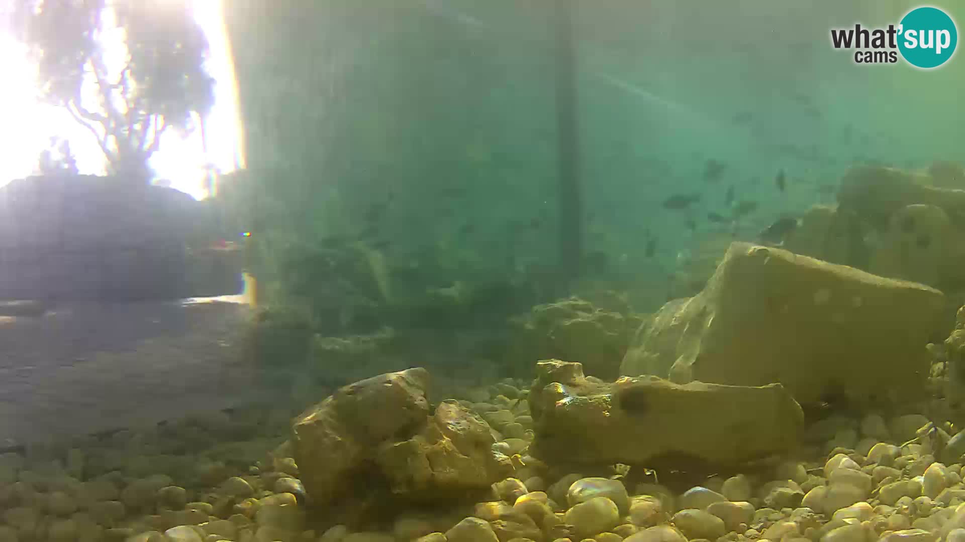 Webcam de l’aquarium marin extérieur de Rogoznica Croatie