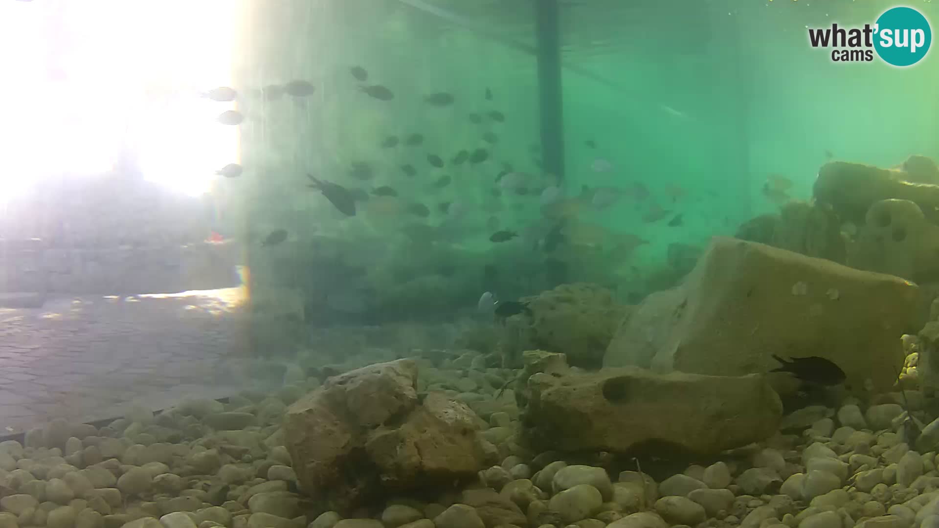 Aquario marino esterno –  Rogoznica livecam Croazia