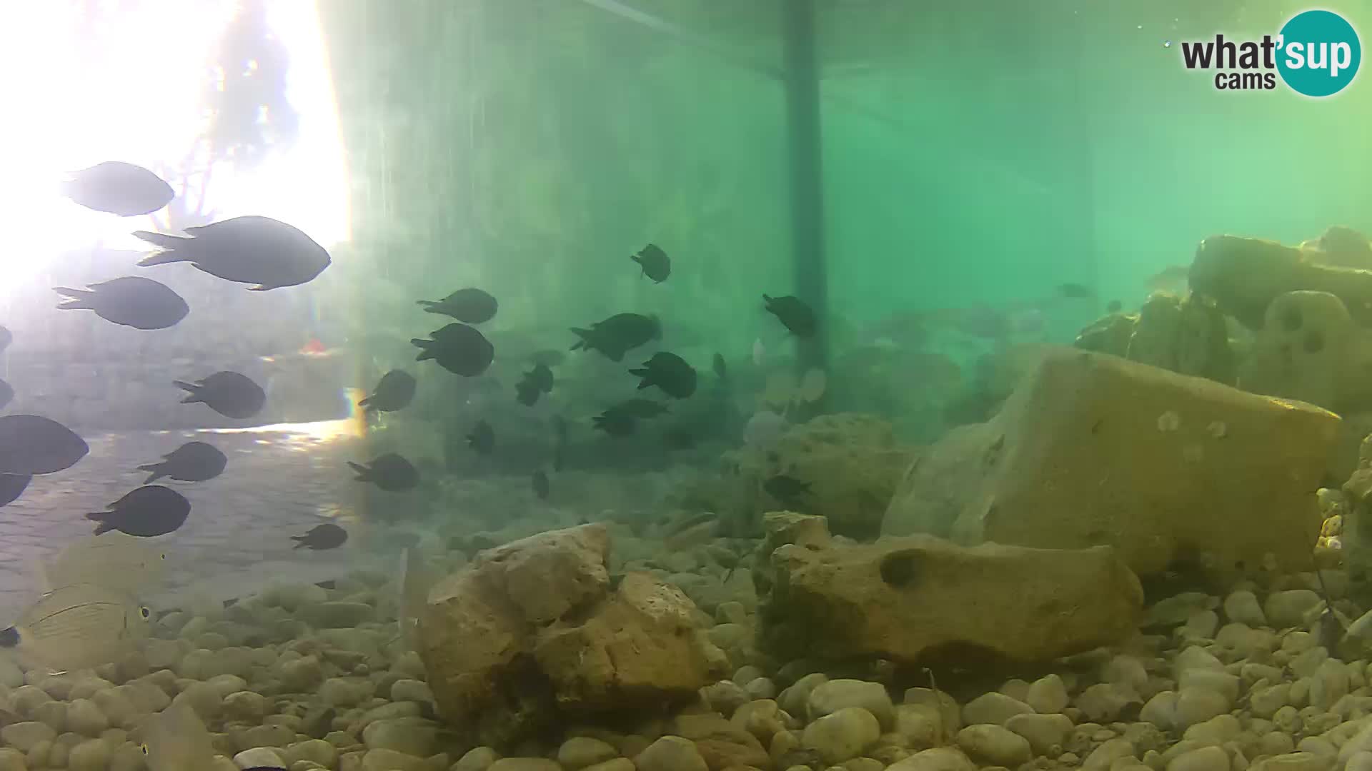 Aquario marino esterno –  Rogoznica livecam Croazia