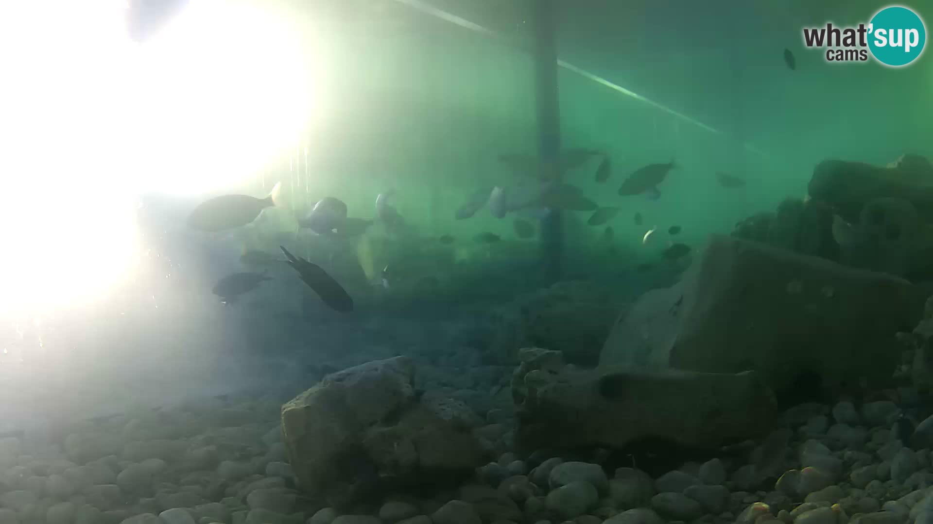 Aquario marino esterno –  Rogoznica livecam Croazia