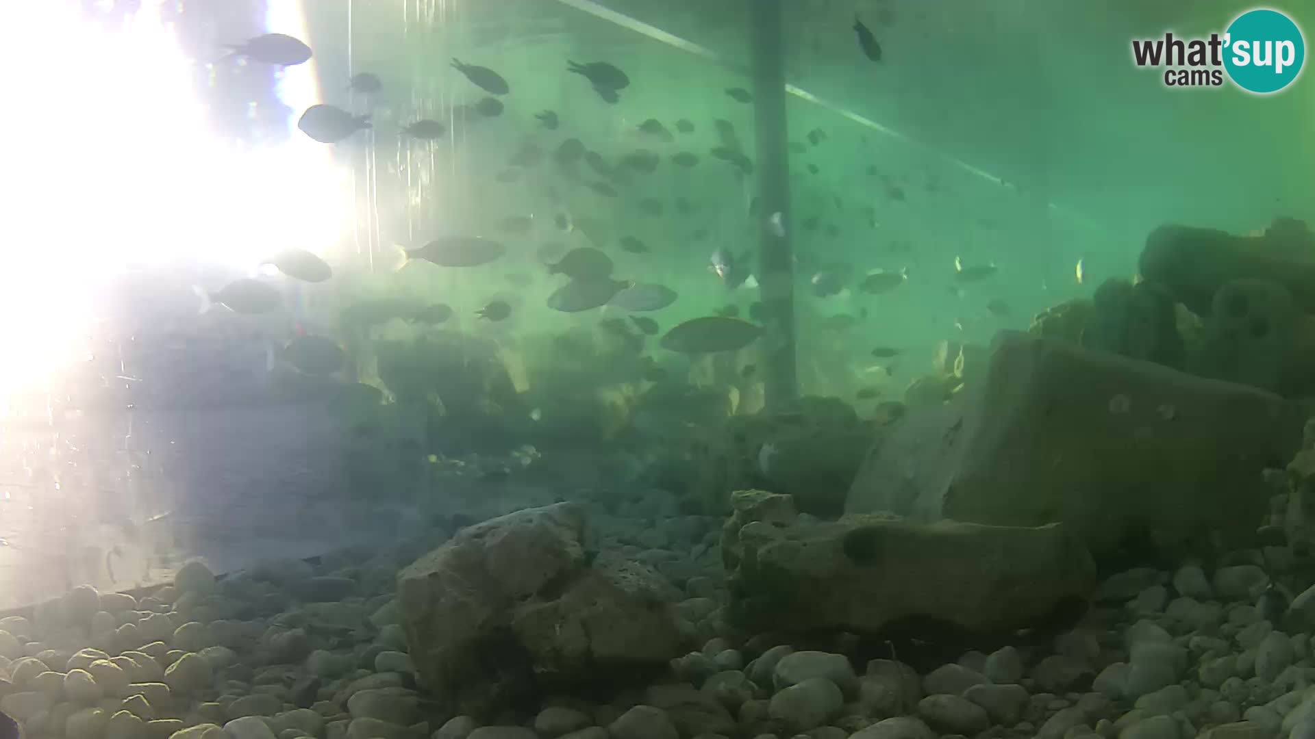 Webcam de l’aquarium marin extérieur de Rogoznica Croatie