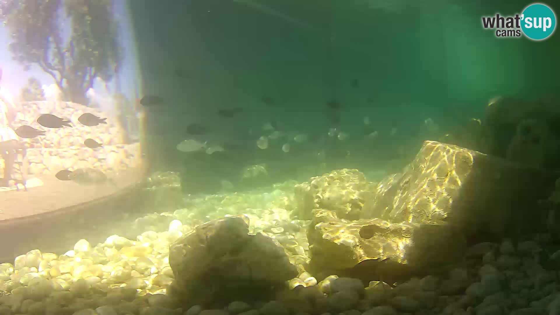 Webcam de l’aquarium marin extérieur de Rogoznica Croatie