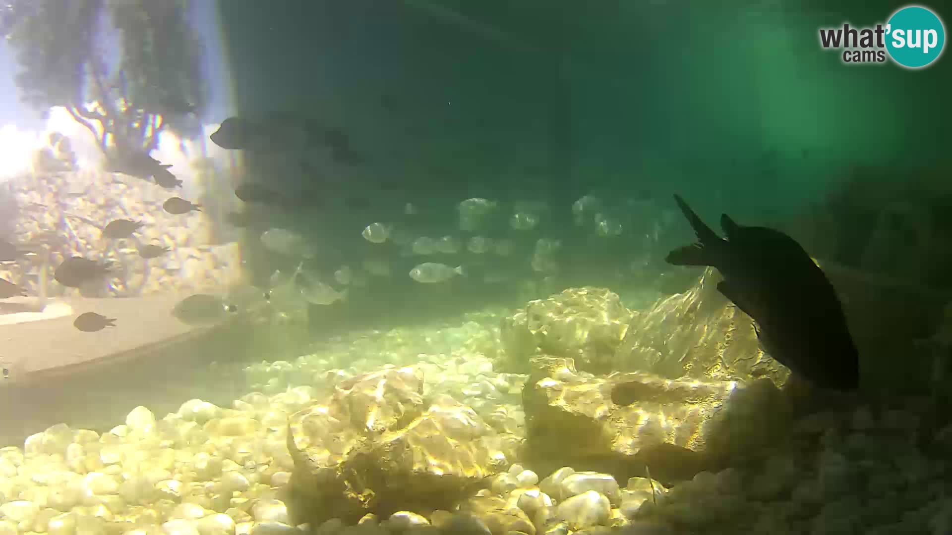 Marine Aquarium im Freien Rogoznica webcam Kroatien