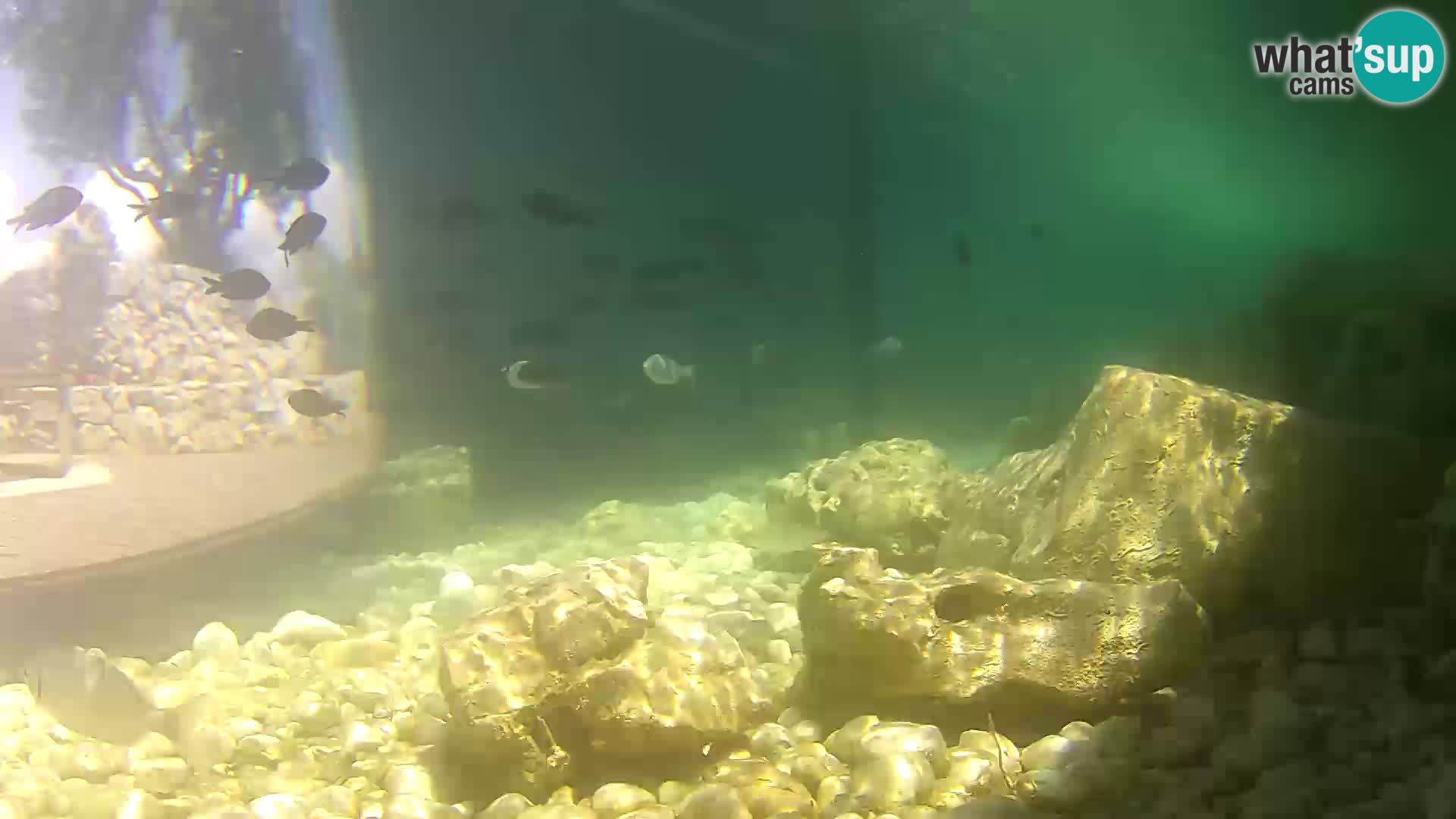 Marine Aquarium im Freien Rogoznica webcam Kroatien