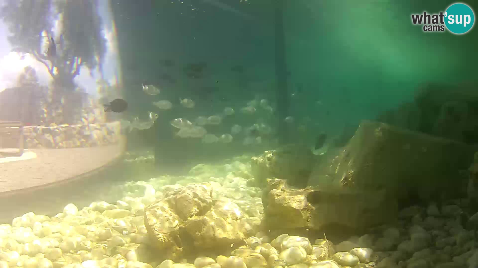 Marine Aquarium im Freien Rogoznica webcam Kroatien