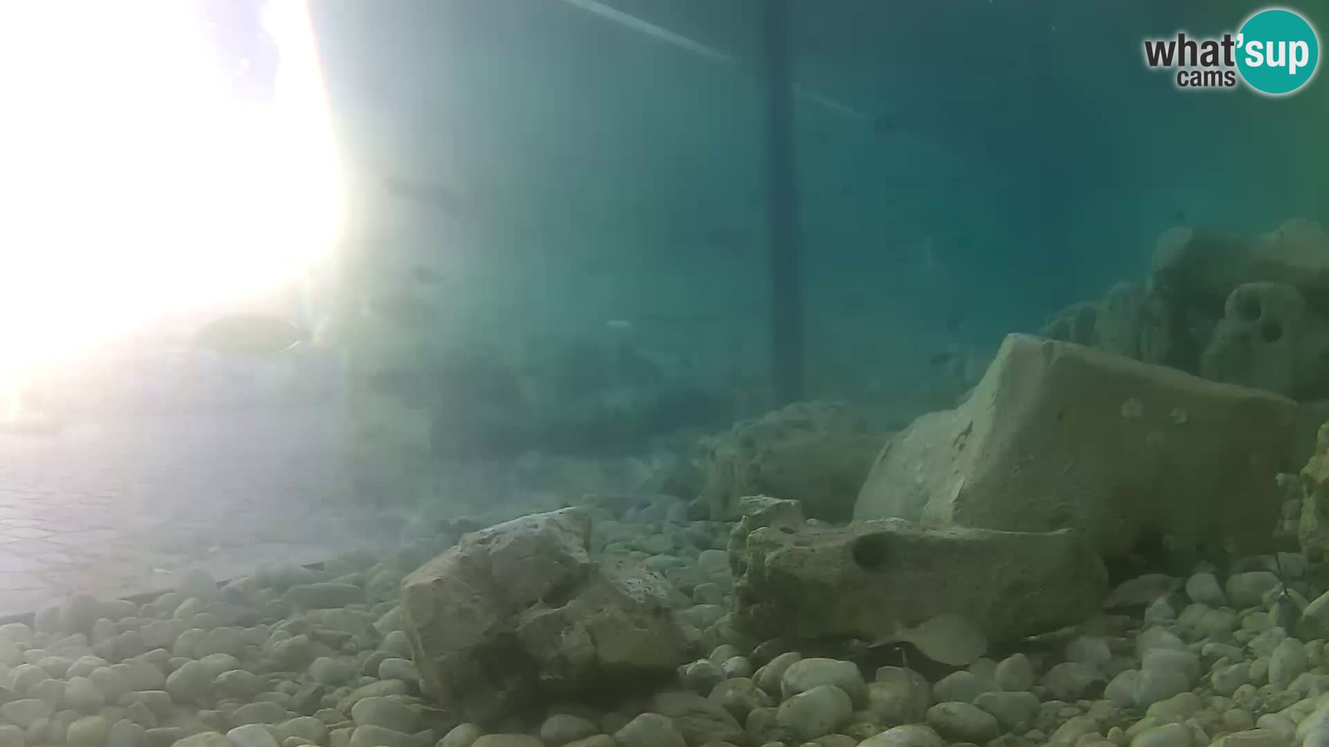 Outdoor Marine Aquarium Rogoznica webcam Croatia