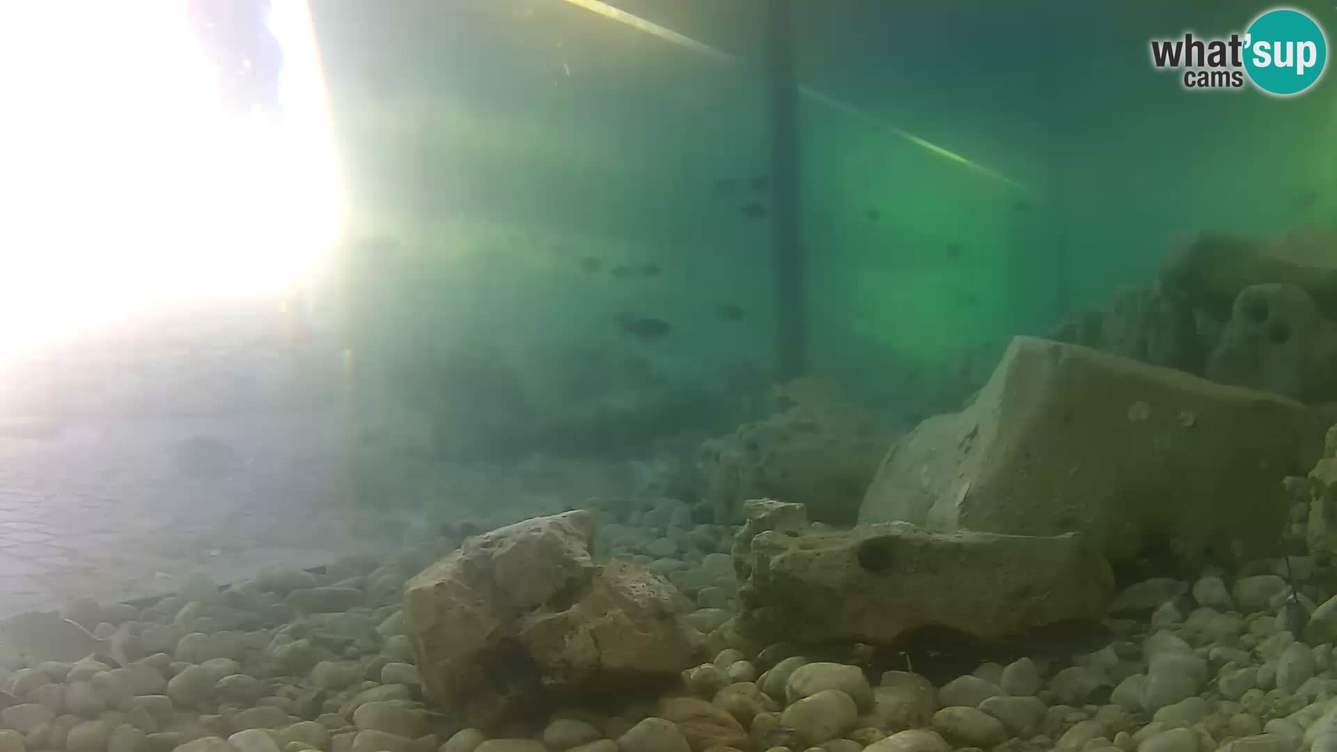 Outdoor Marine Aquarium Rogoznica webcam Croatia
