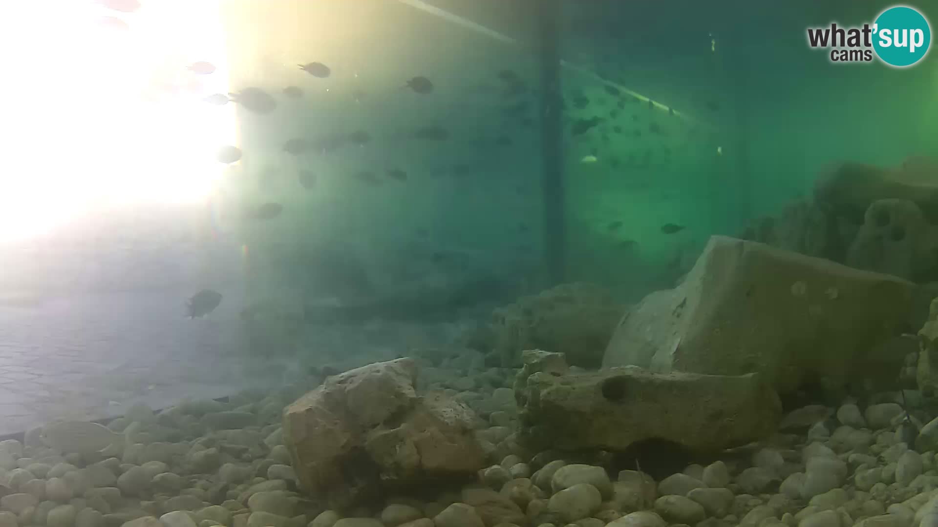 Zunanji morski akvarij Rogoznica spletna kamera Hrvaška