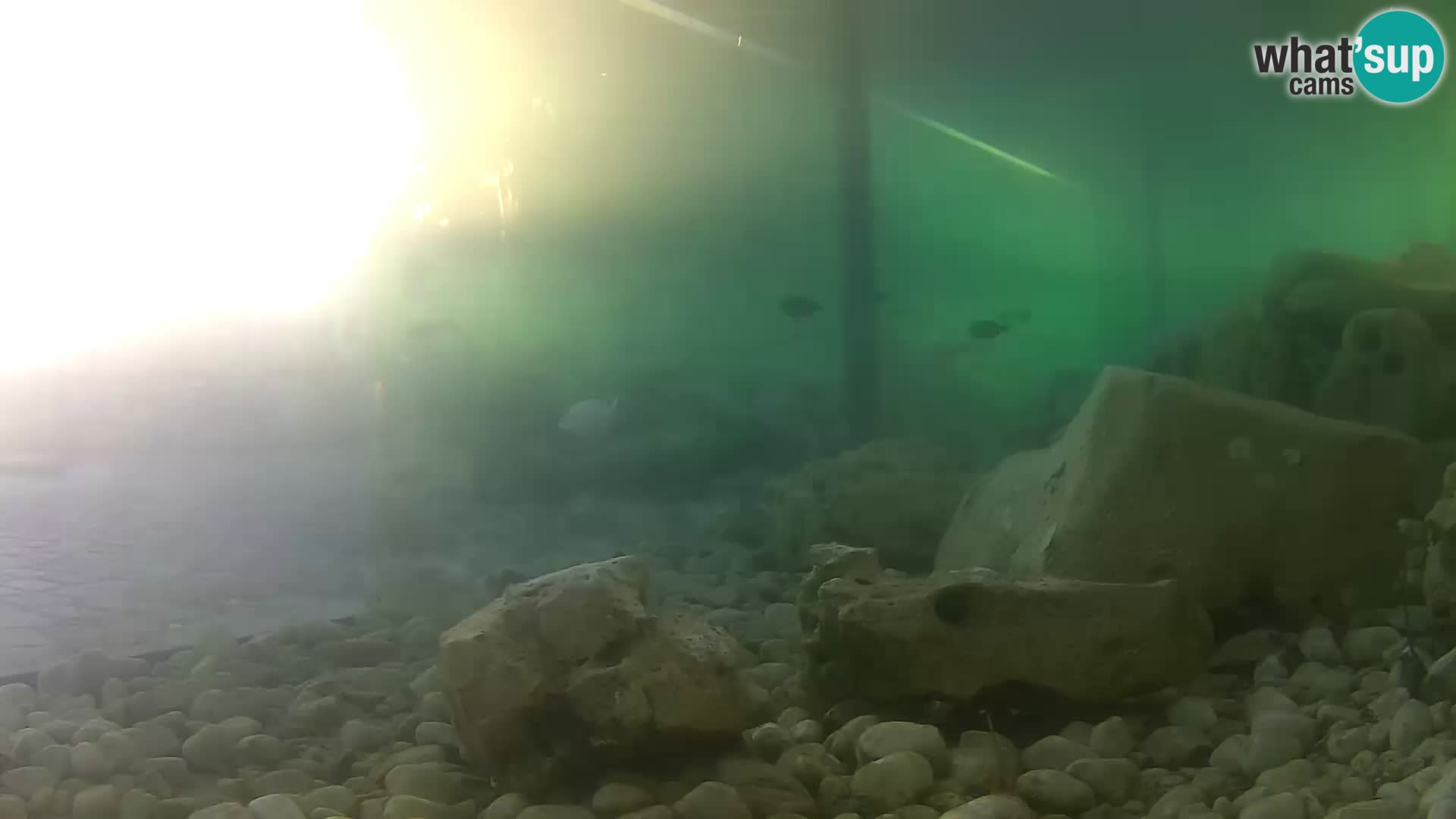 Zunanji morski akvarij Rogoznica spletna kamera Hrvaška