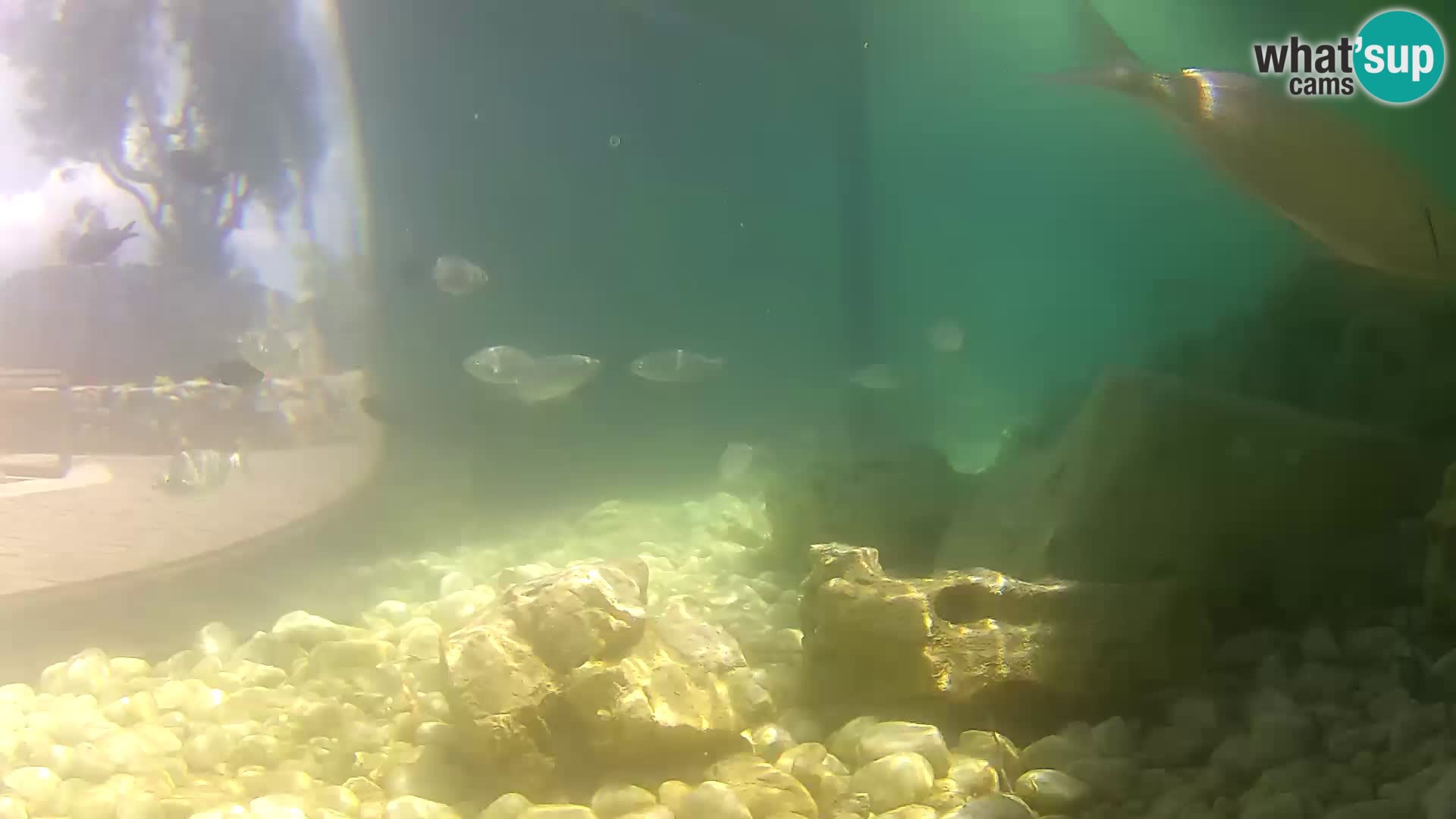 Marine Aquarium im Freien Rogoznica webcam Kroatien
