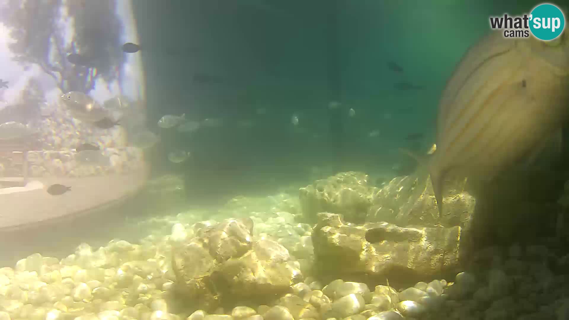 Zunanji morski akvarij Rogoznica spletna kamera Hrvaška