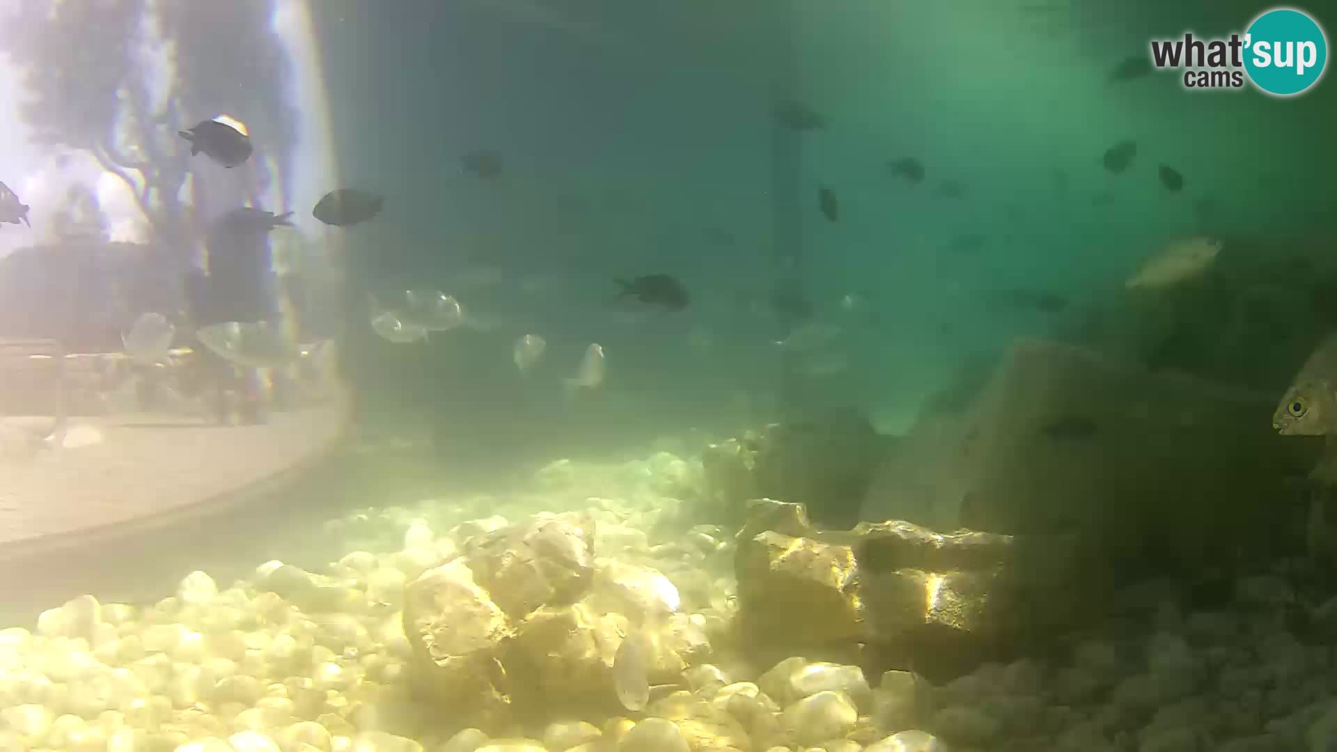 Outdoor Marine Aquarium Rogoznica webcam Croatia