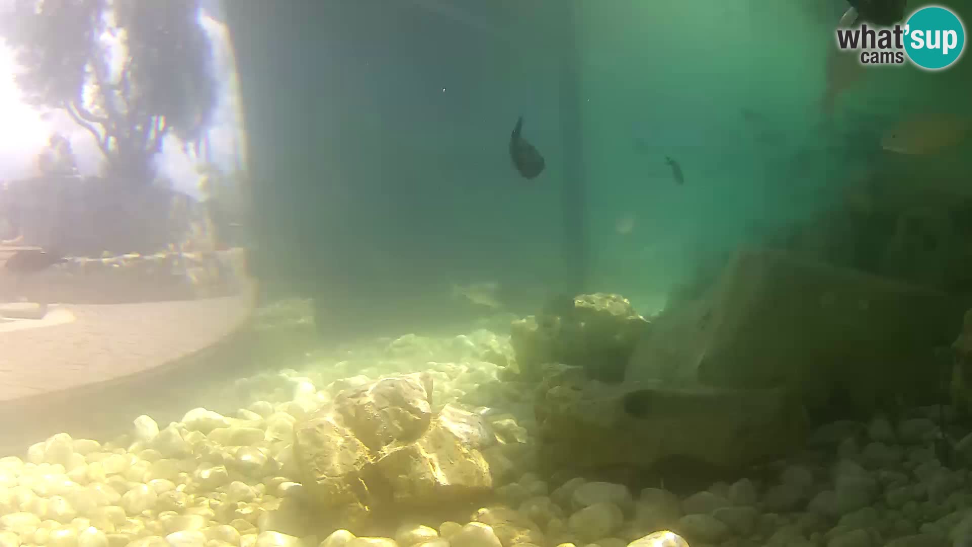 Outdoor Marine Aquarium Rogoznica webcam Croatia