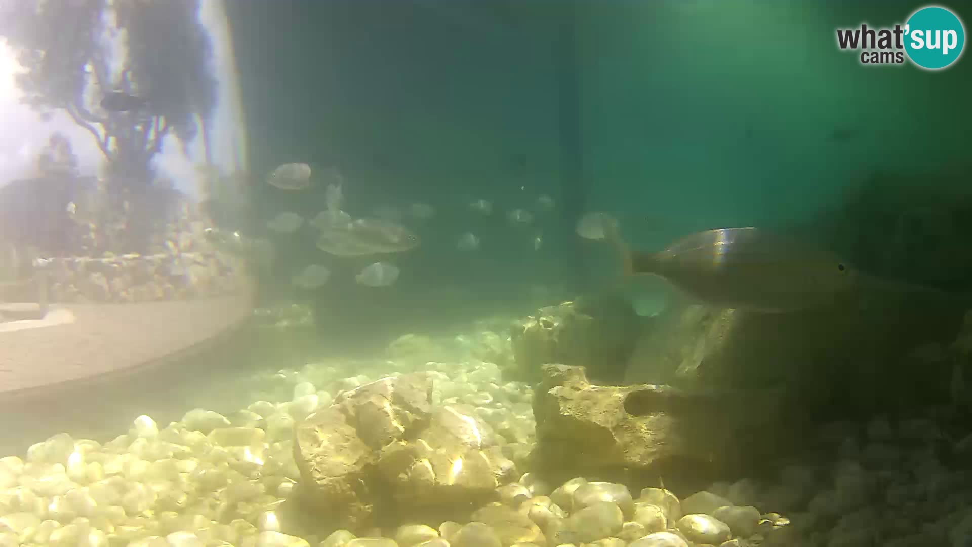 Acuario marino al aire libre Rogoznica webcam Croacia
