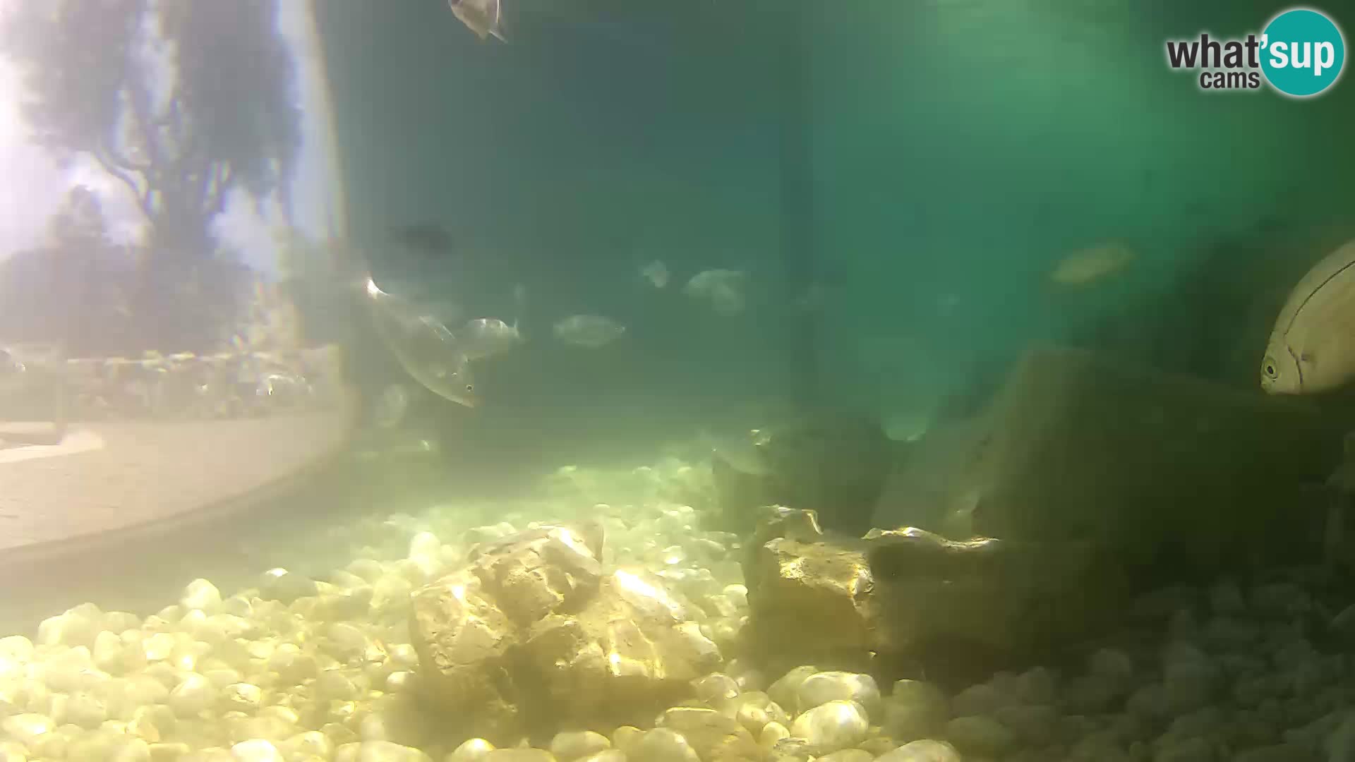 Webcam de l’aquarium marin extérieur de Rogoznica Croatie