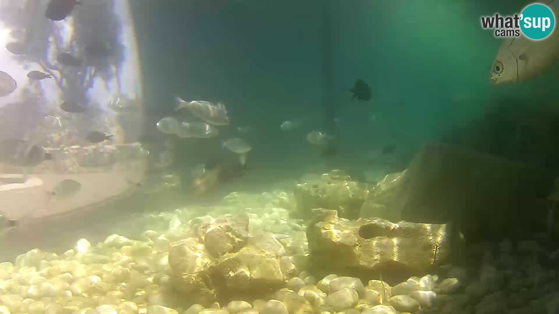 Outdoor Marine Aquarium Rogoznica webcam Croatia