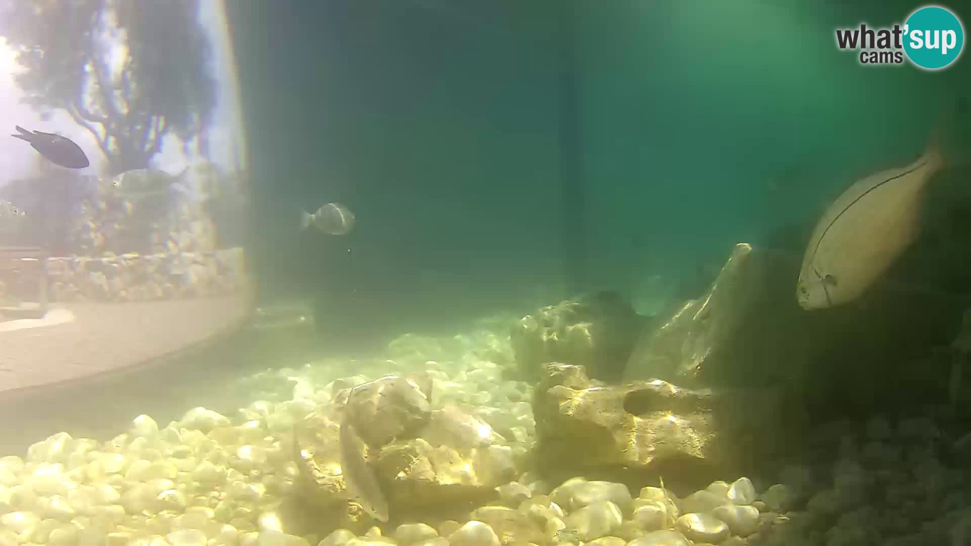 Marine Aquarium im Freien Rogoznica webcam Kroatien
