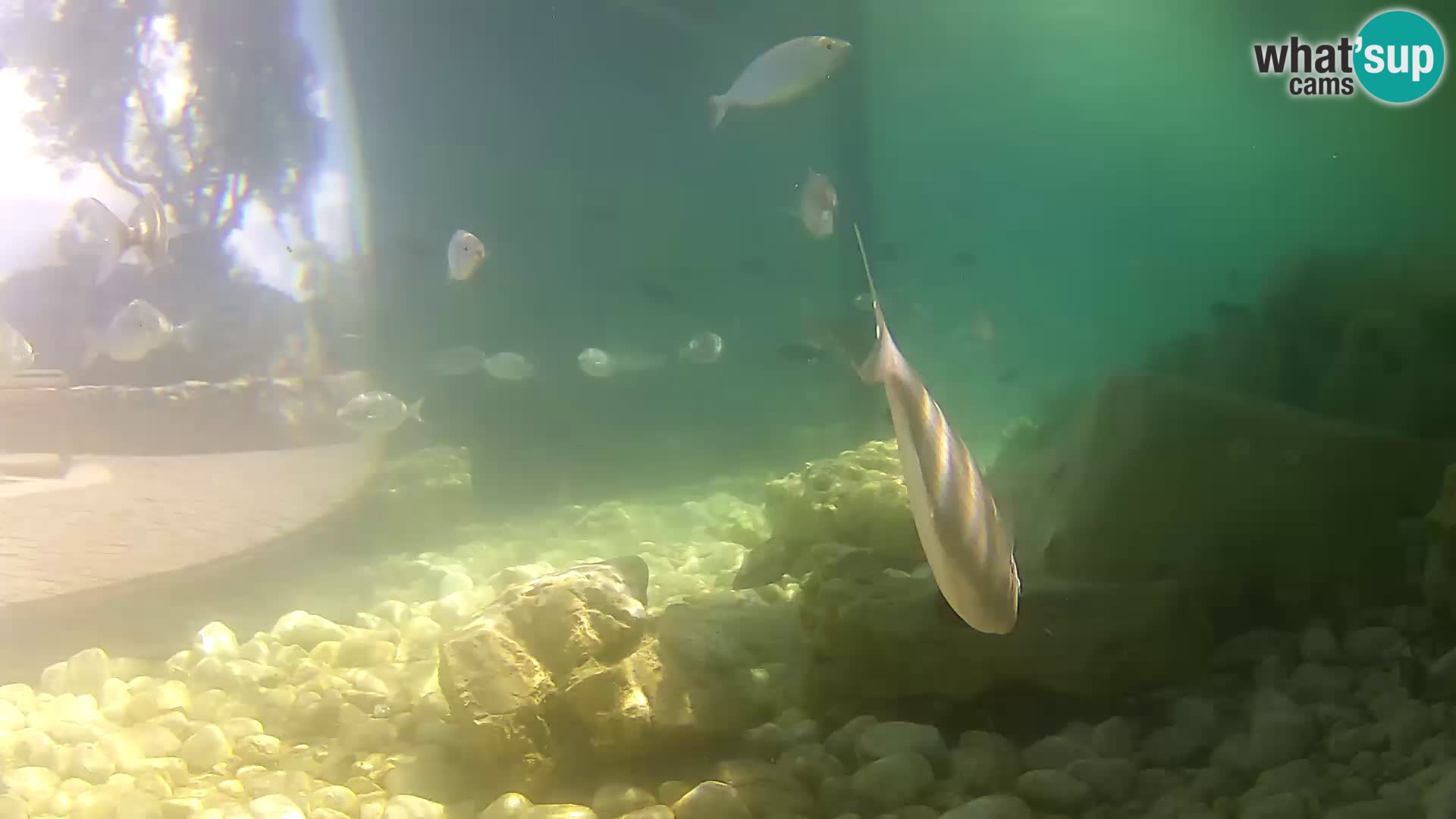 Acuario marino al aire libre Rogoznica webcam Croacia