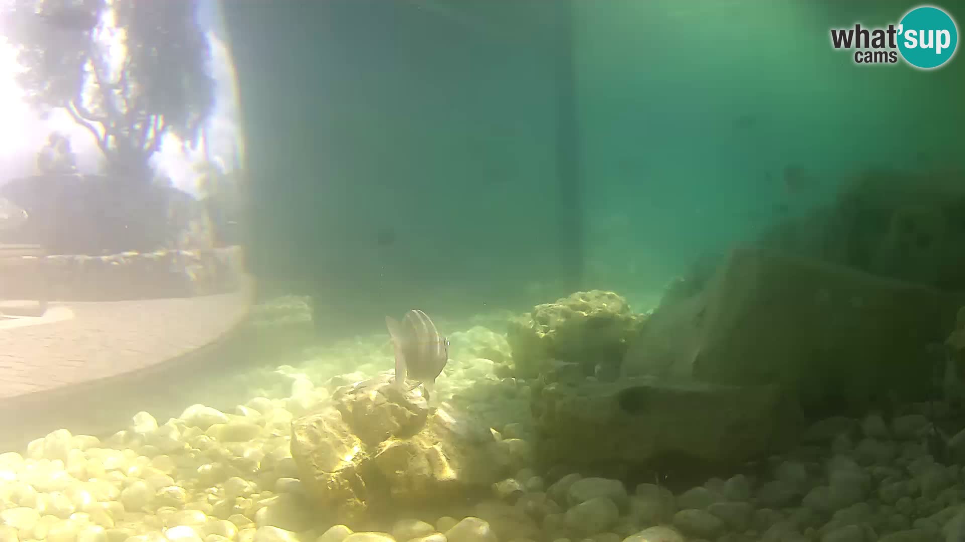 Zunanji morski akvarij Rogoznica spletna kamera Hrvaška