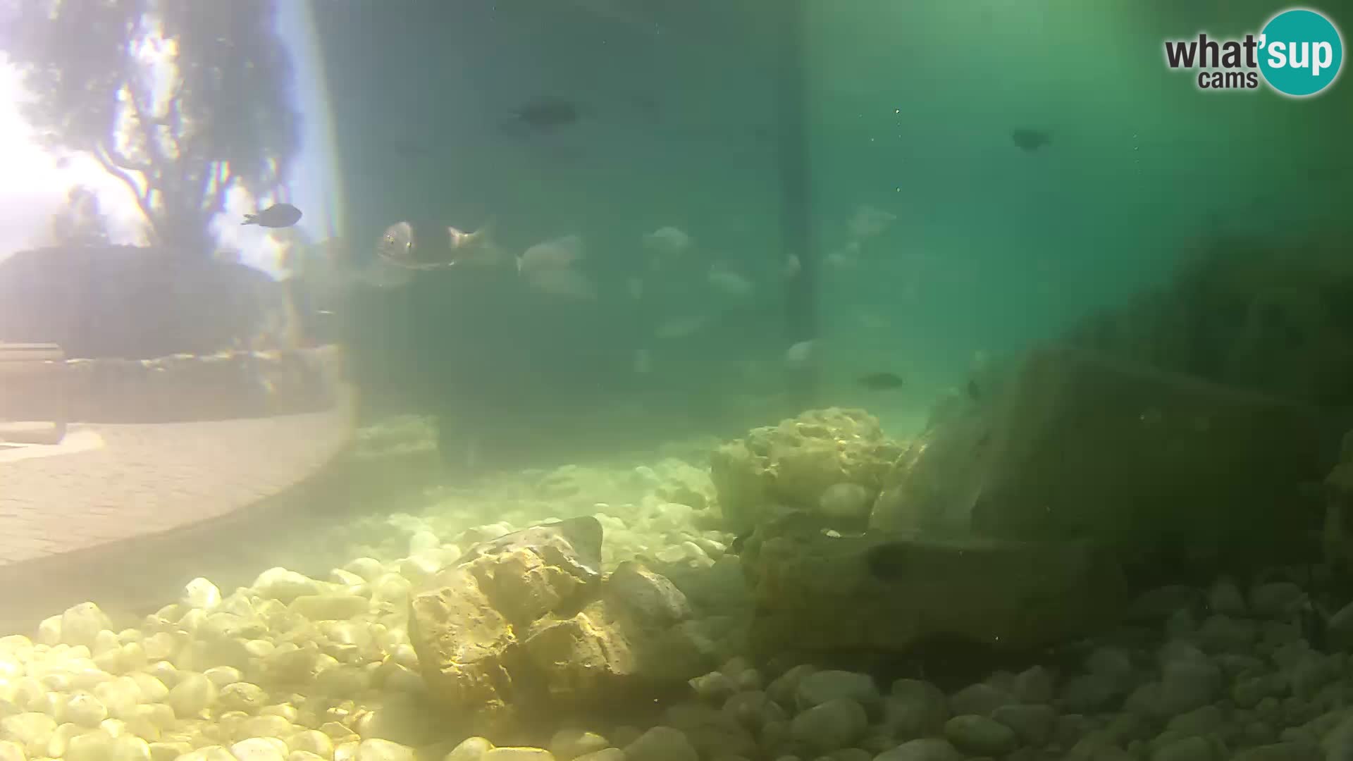 Outdoor Marine Aquarium Rogoznica webcam Croatia