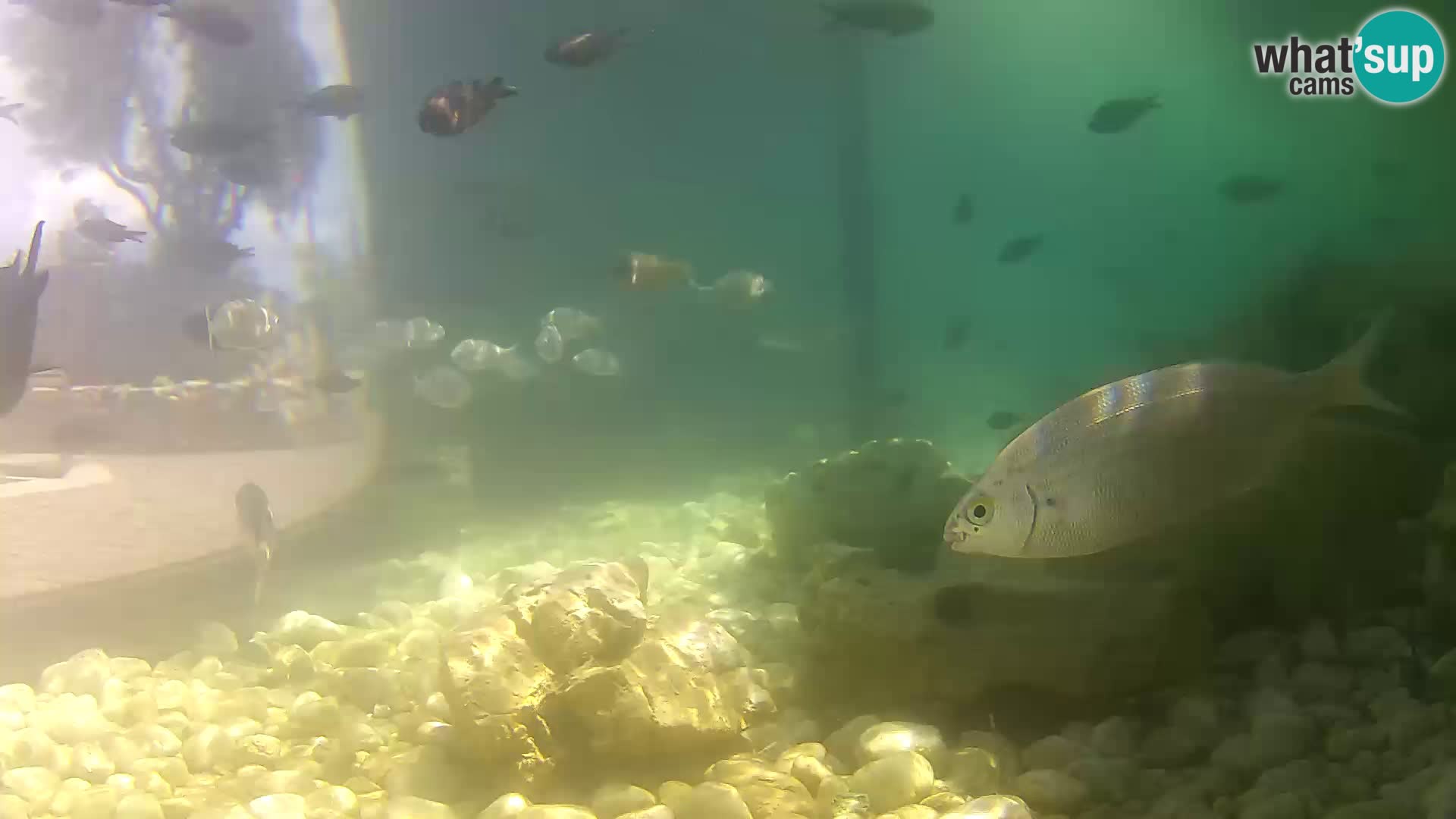 Marine Aquarium im Freien Rogoznica webcam Kroatien