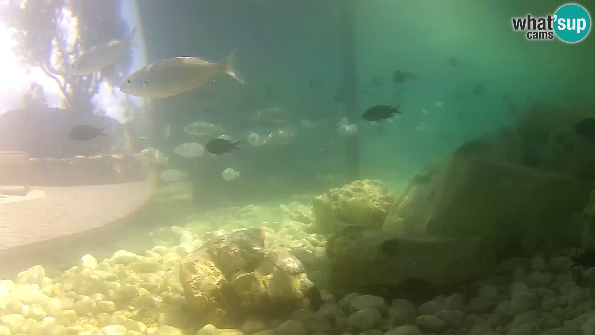 Aquario marino esterno –  Rogoznica livecam Croazia