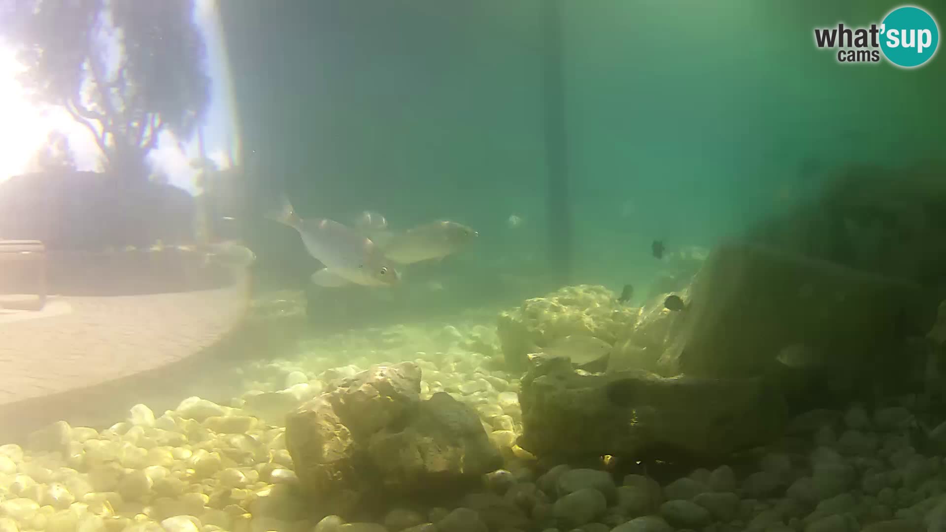 Outdoor Marine Aquarium Rogoznica webcam Croatia