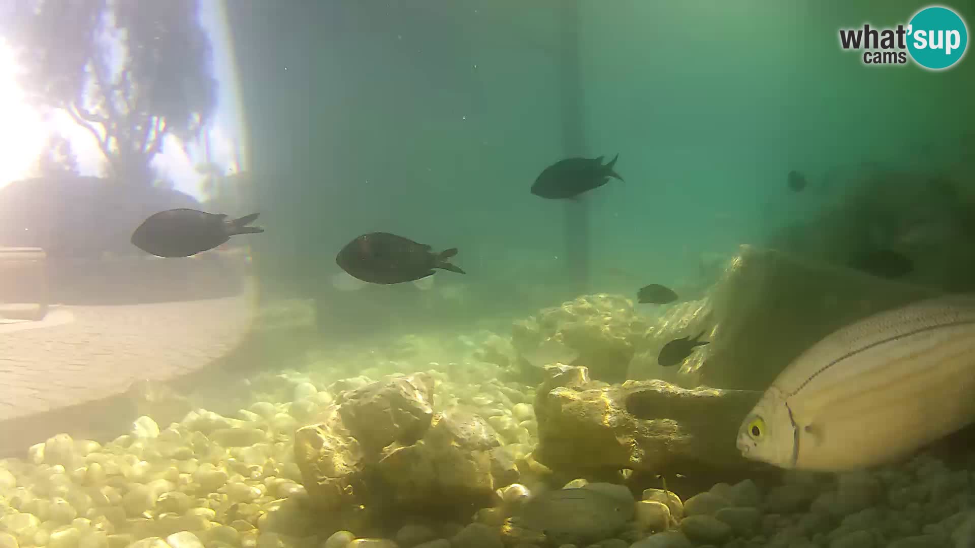 Zunanji morski akvarij Rogoznica spletna kamera Hrvaška