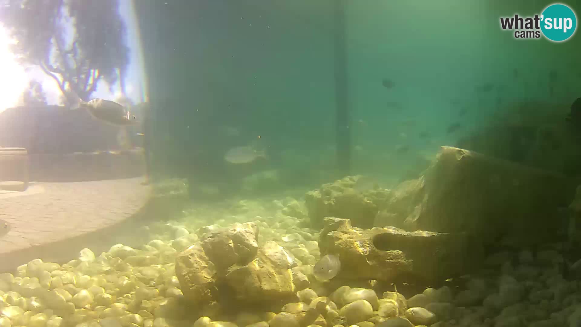 Acuario marino al aire libre Rogoznica webcam Croacia
