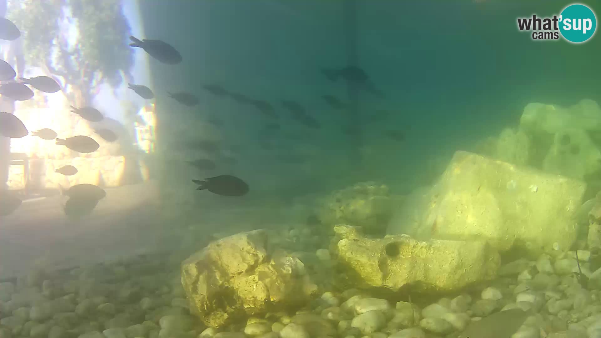 Outdoor Marine Aquarium Rogoznica webcam Croatia