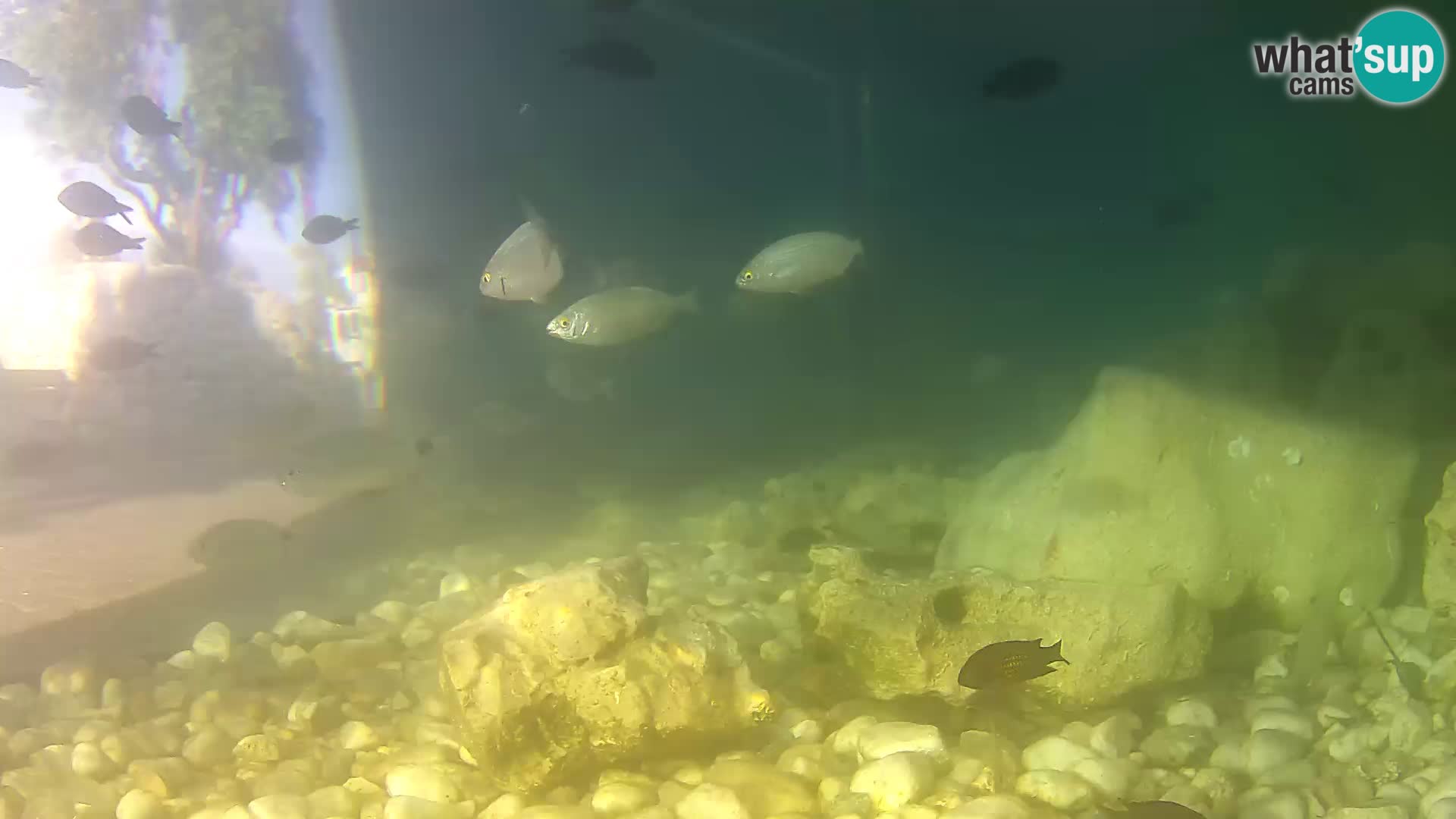 Aquario marino esterno –  Rogoznica livecam Croazia