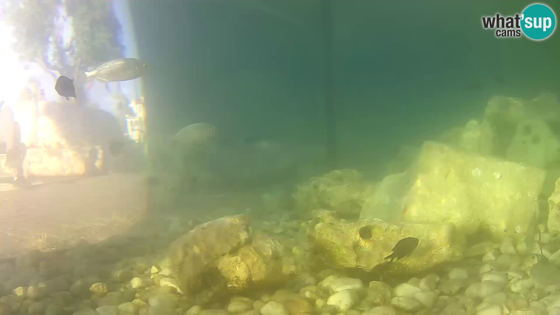 Webcam de l’aquarium marin extérieur de Rogoznica Croatie