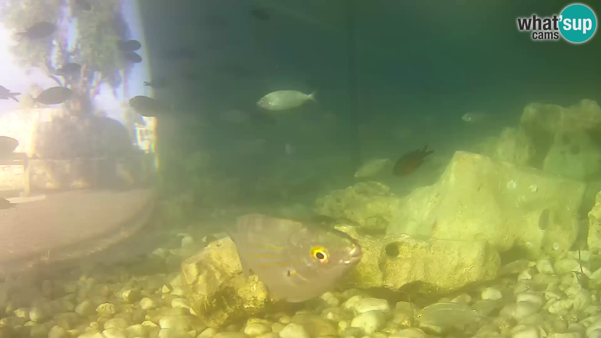 Marine Aquarium im Freien Rogoznica webcam Kroatien