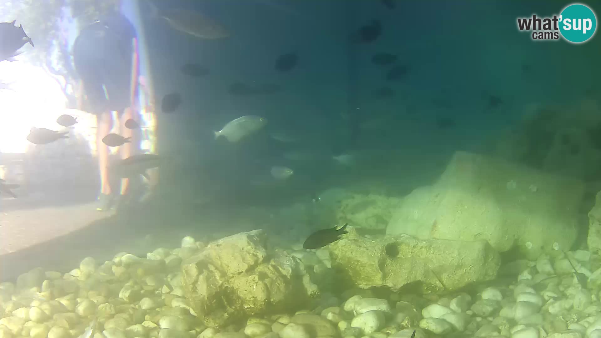 Aquario marino esterno –  Rogoznica livecam Croazia