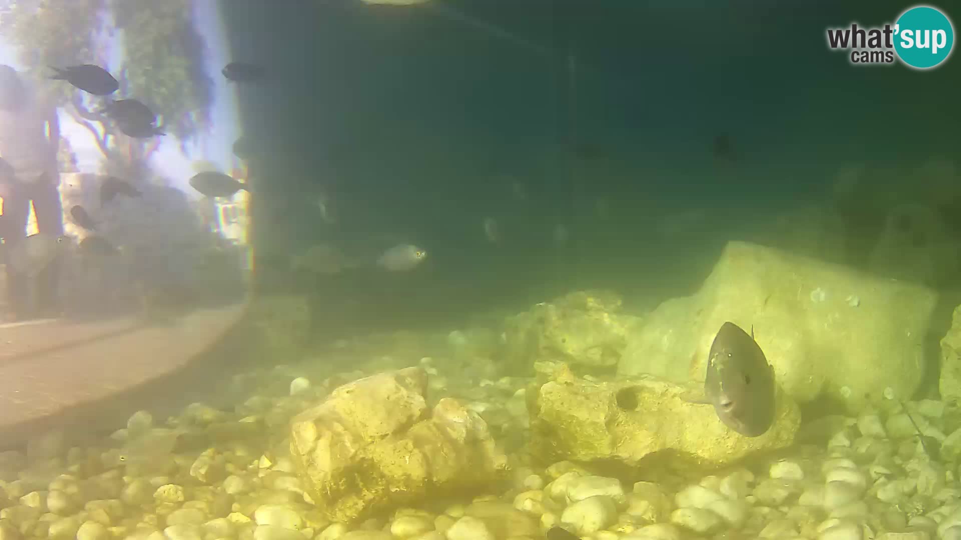 Marine Aquarium im Freien Rogoznica webcam Kroatien