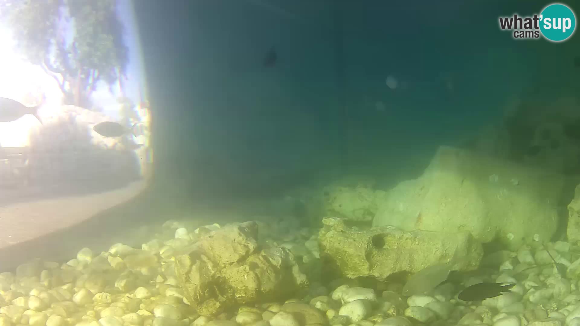 Webcam de l’aquarium marin extérieur de Rogoznica Croatie