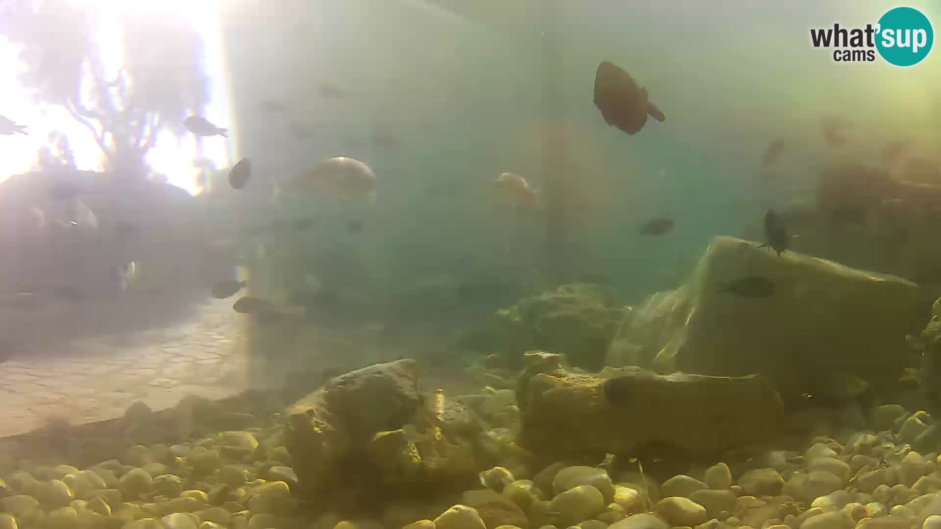 Aquario marino esterno –  Rogoznica livecam Croazia