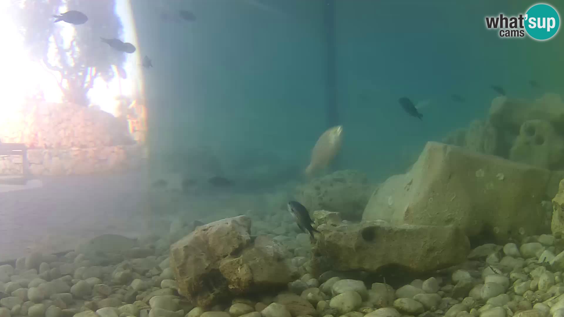 Zunanji morski akvarij Rogoznica spletna kamera Hrvaška