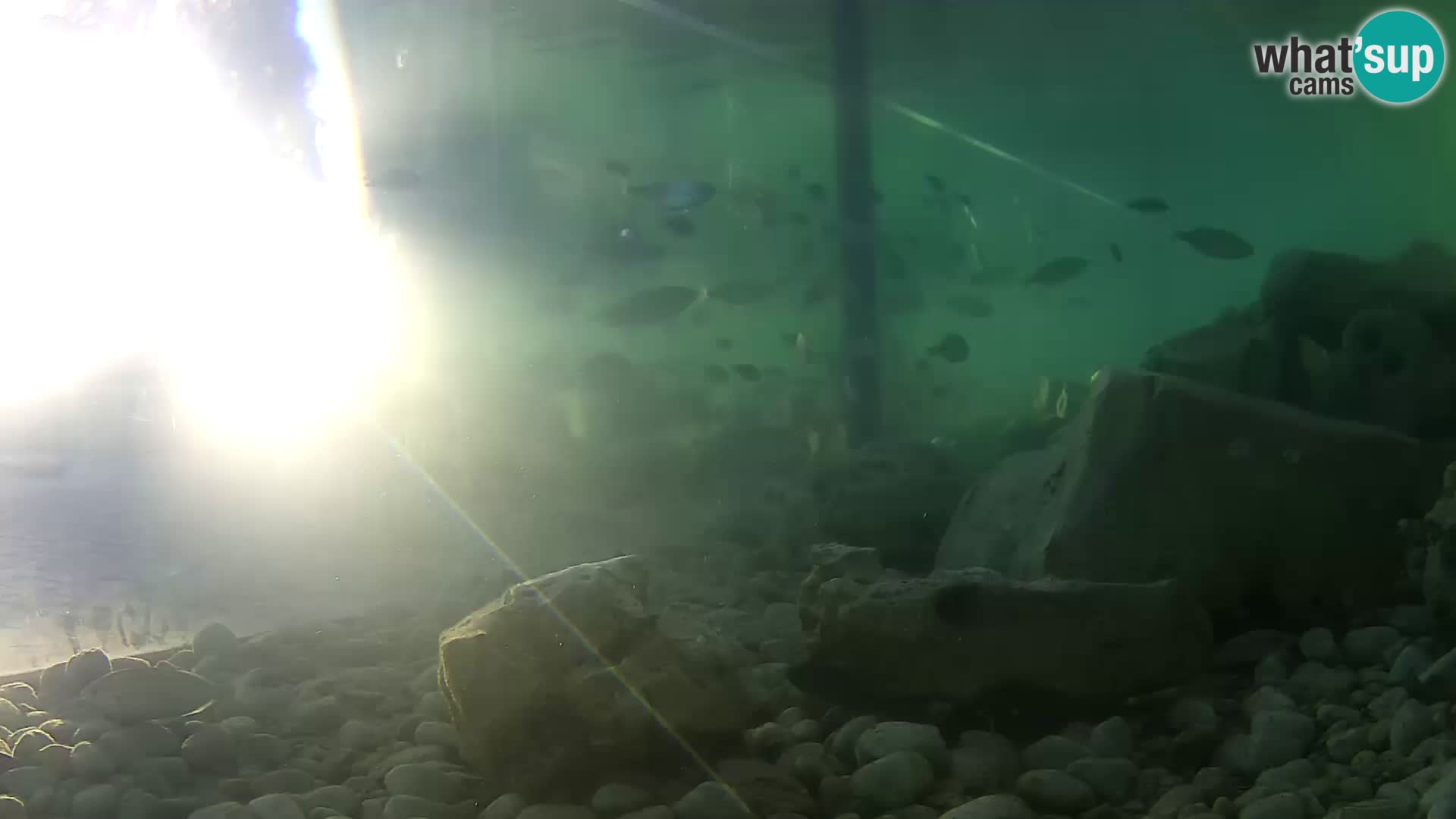 Webcam de l’aquarium marin extérieur de Rogoznica Croatie