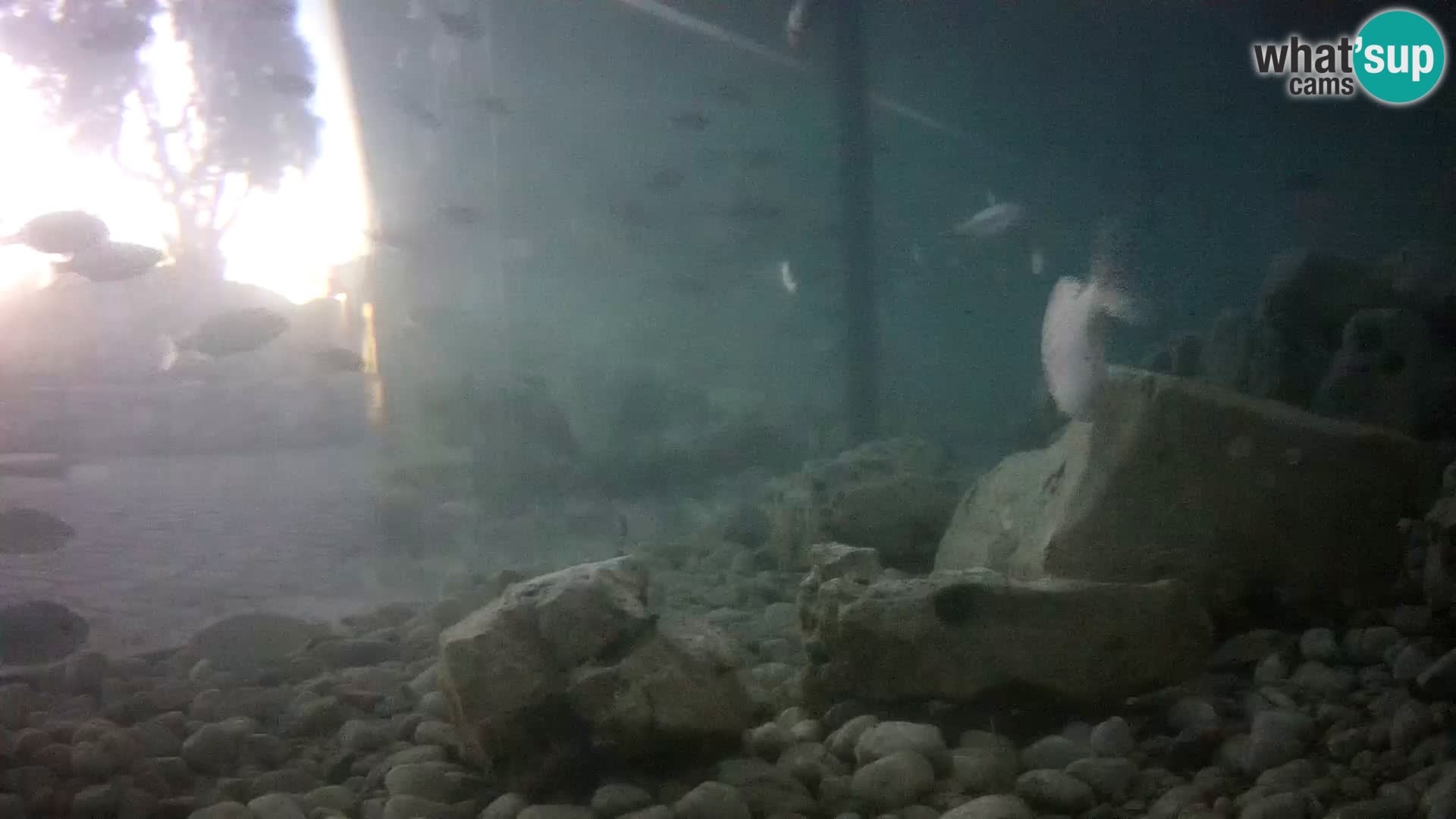 Outdoor Marine Aquarium Rogoznica webcam Croatia
