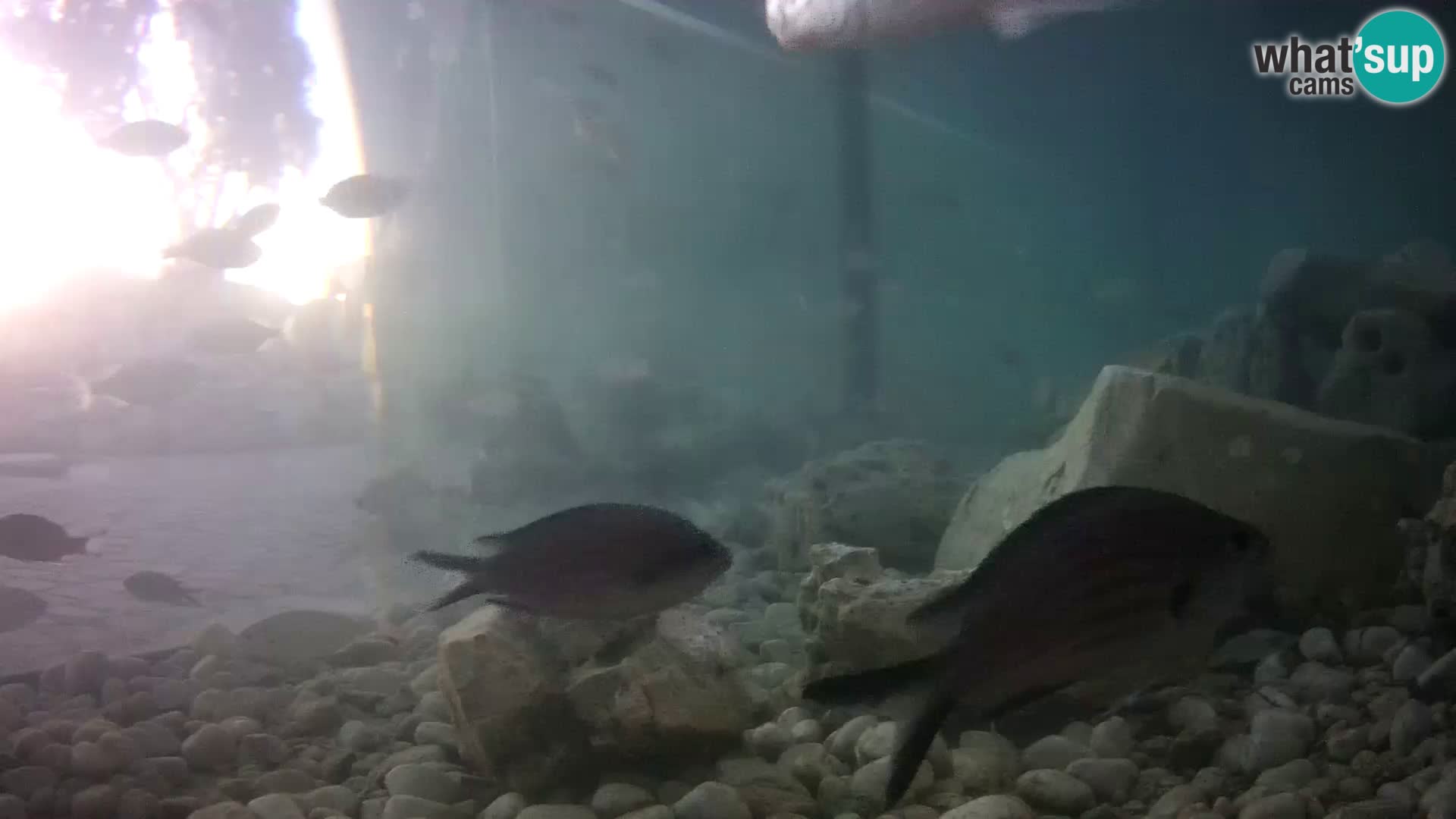 Zunanji morski akvarij Rogoznica spletna kamera Hrvaška