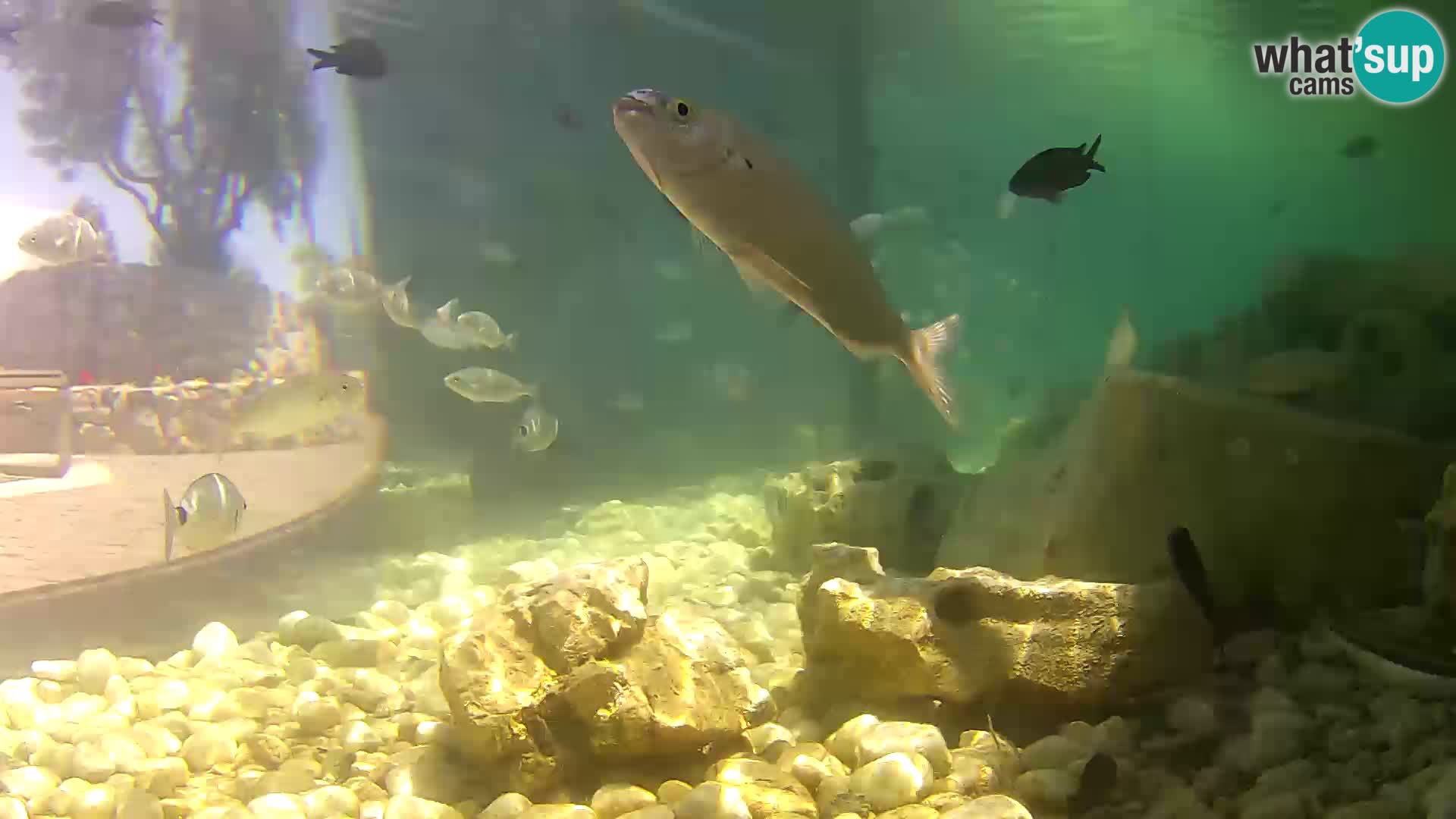 Webcam de l’aquarium marin extérieur de Rogoznica Croatie
