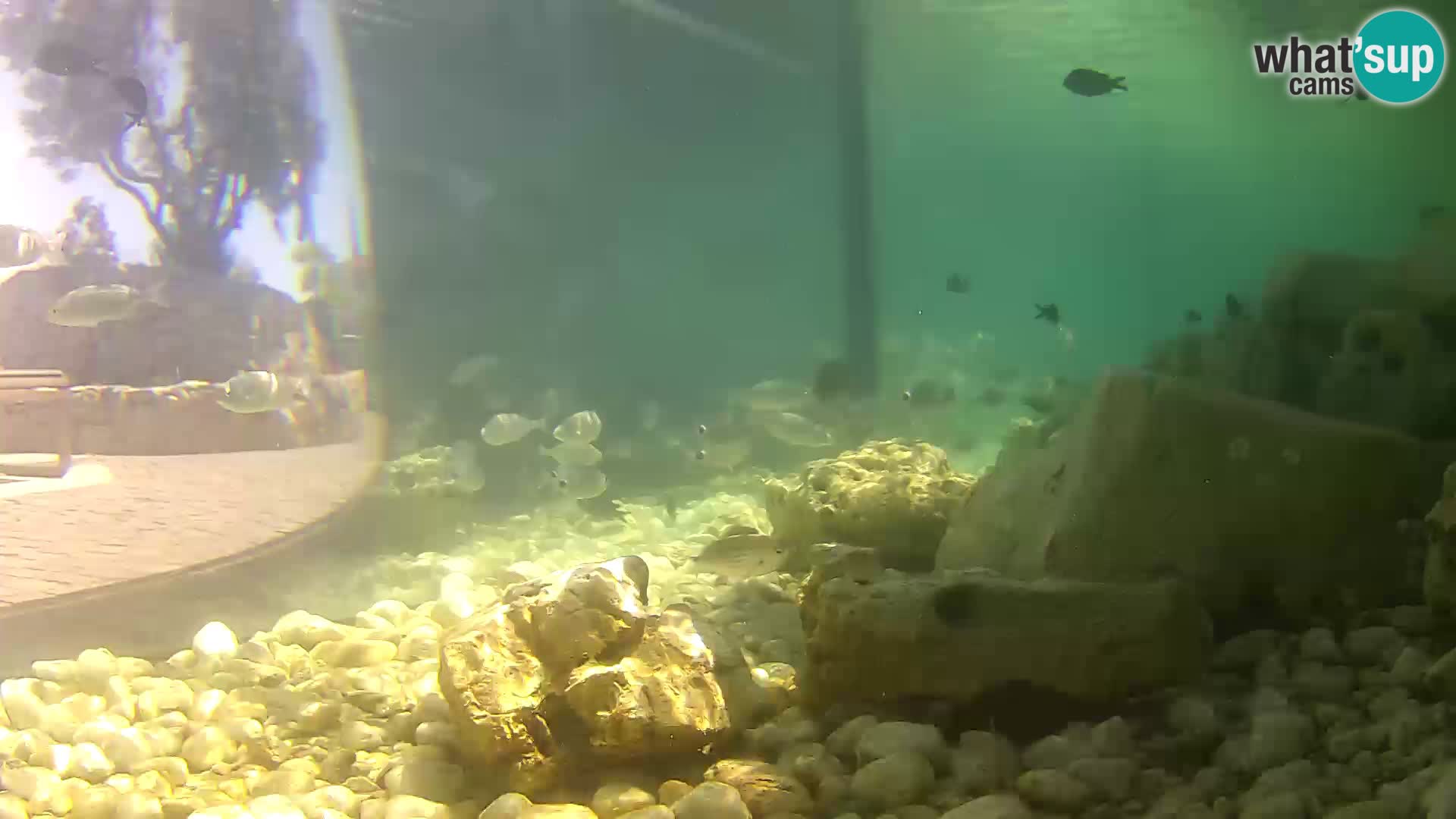 Acuario marino al aire libre Rogoznica webcam Croacia