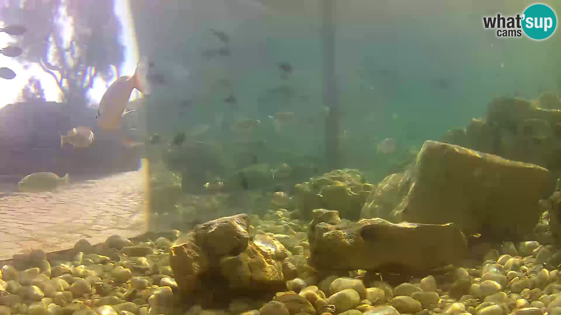 Aquario marino esterno –  Rogoznica livecam Croazia