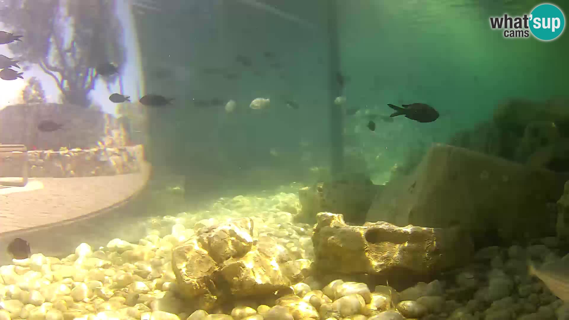 Webcam de l’aquarium marin extérieur de Rogoznica Croatie