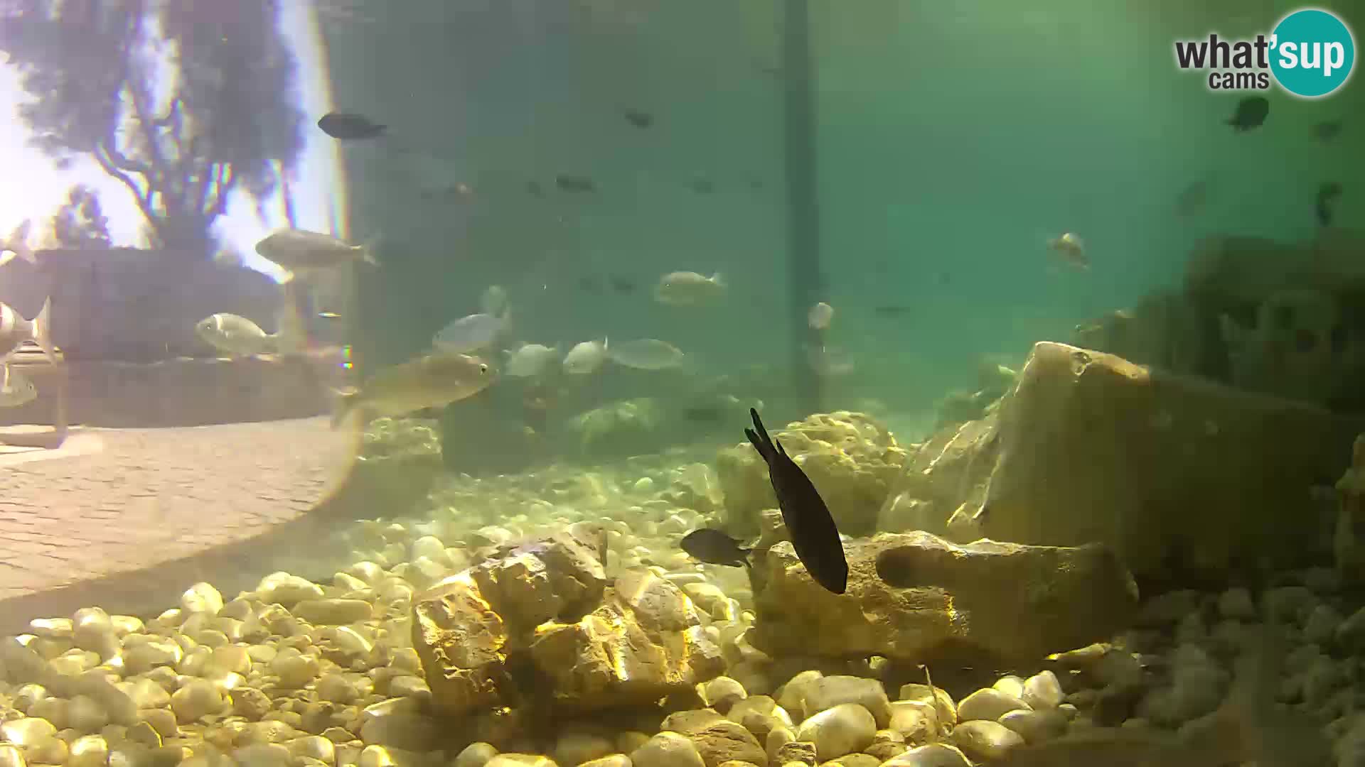 Aquario marino esterno –  Rogoznica livecam Croazia