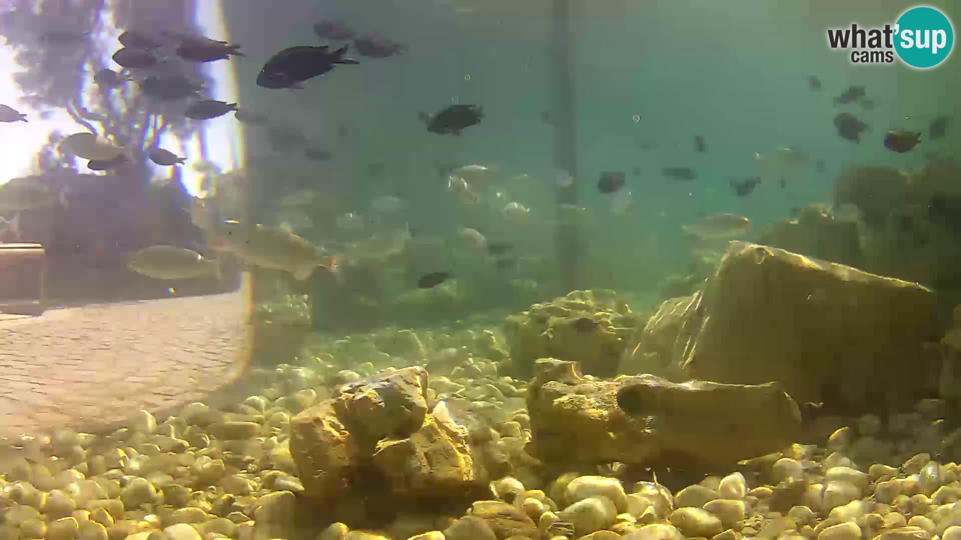 Webcam de l’aquarium marin extérieur de Rogoznica Croatie