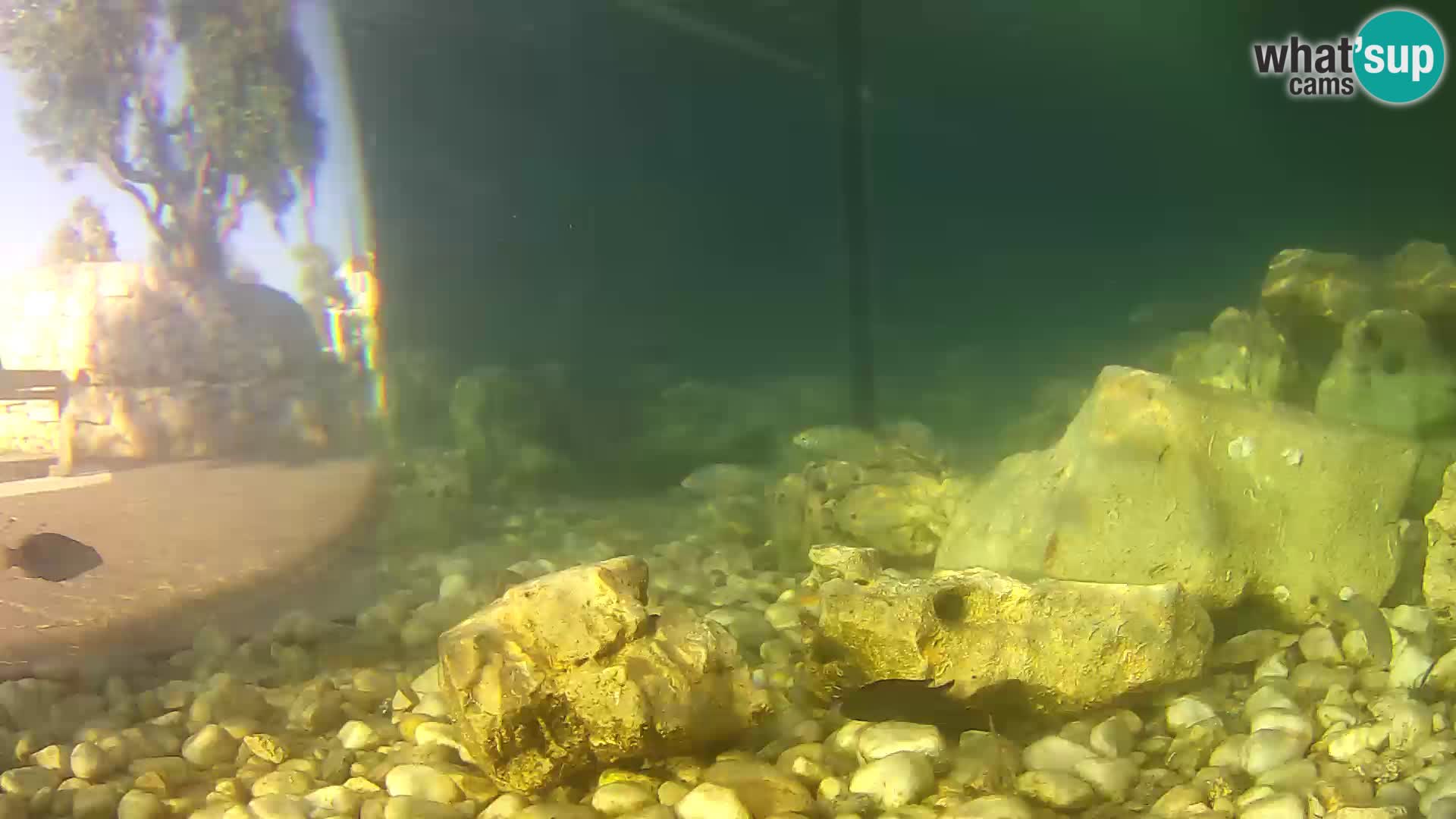 Aquario marino esterno –  Rogoznica livecam Croazia