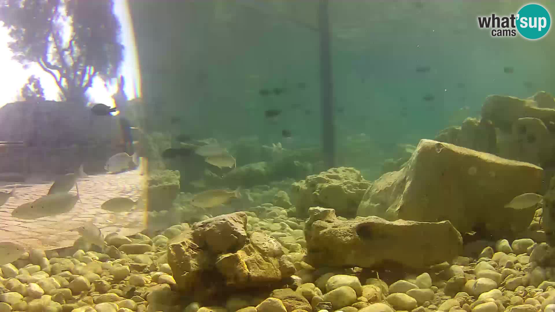 Marine Aquarium im Freien Rogoznica webcam Kroatien
